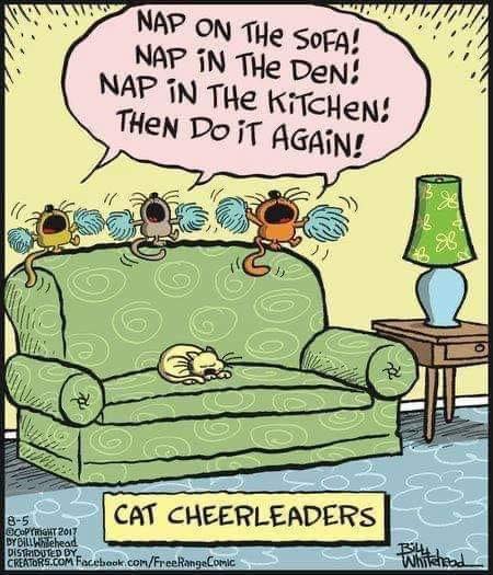 cat cheerleaders.jpg